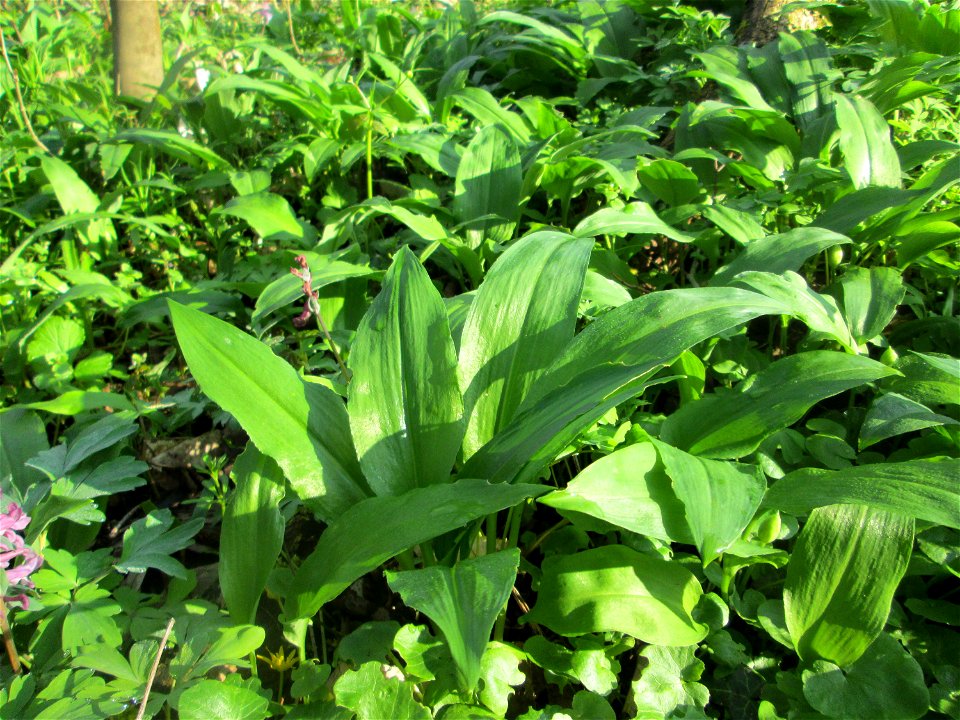 Bärlauch (Allium ursinum) am Rand vom Brettwald im Naturschutzgebiet „Malscher Aue“