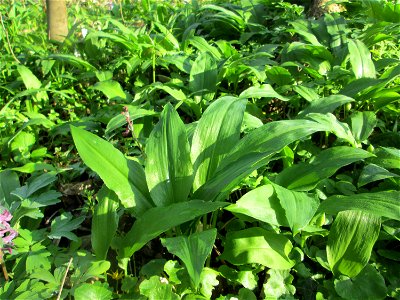 Bärlauch (Allium ursinum) am Rand vom Brettwald im Naturschutzgebiet „Malscher Aue“