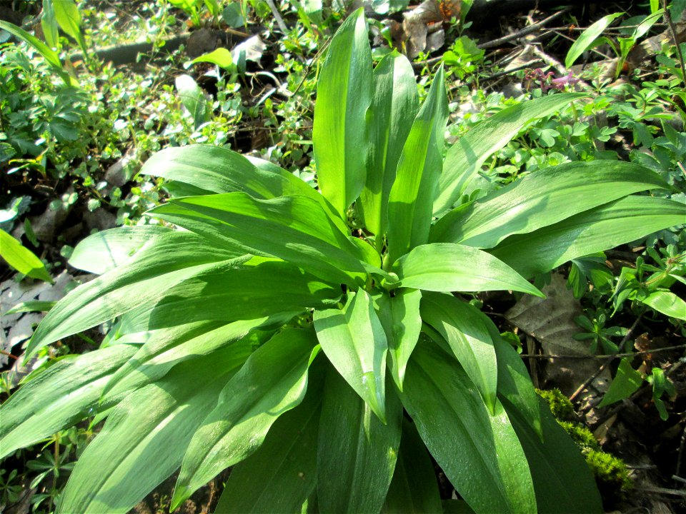 Bärlauch (Allium ursinum) am Rand vom Brettwald im Naturschutzgebiet „Malscher Aue“