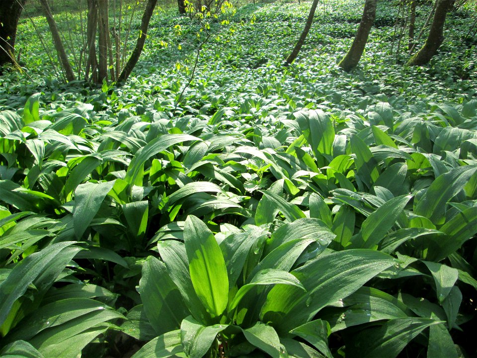 Ein Meer von Bärlauch (Allium ursinum) im Brettwald bei Malsch