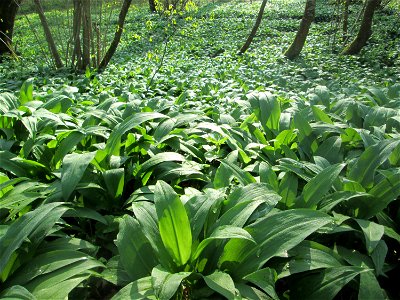 Ein Meer von Bärlauch (Allium ursinum) im Brettwald bei Malsch