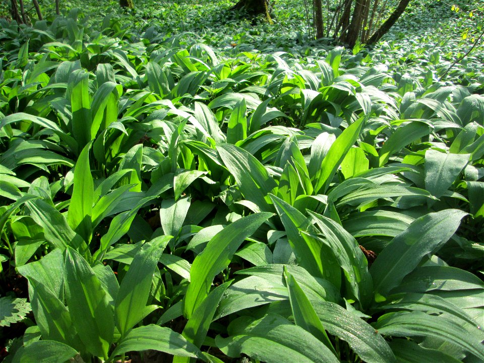 Ein Meer von Bärlauch (Allium ursinum) im Brettwald bei Malsch