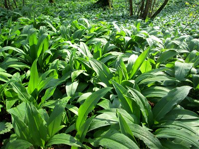 Ein Meer von Bärlauch (Allium ursinum) im Brettwald bei Malsch
