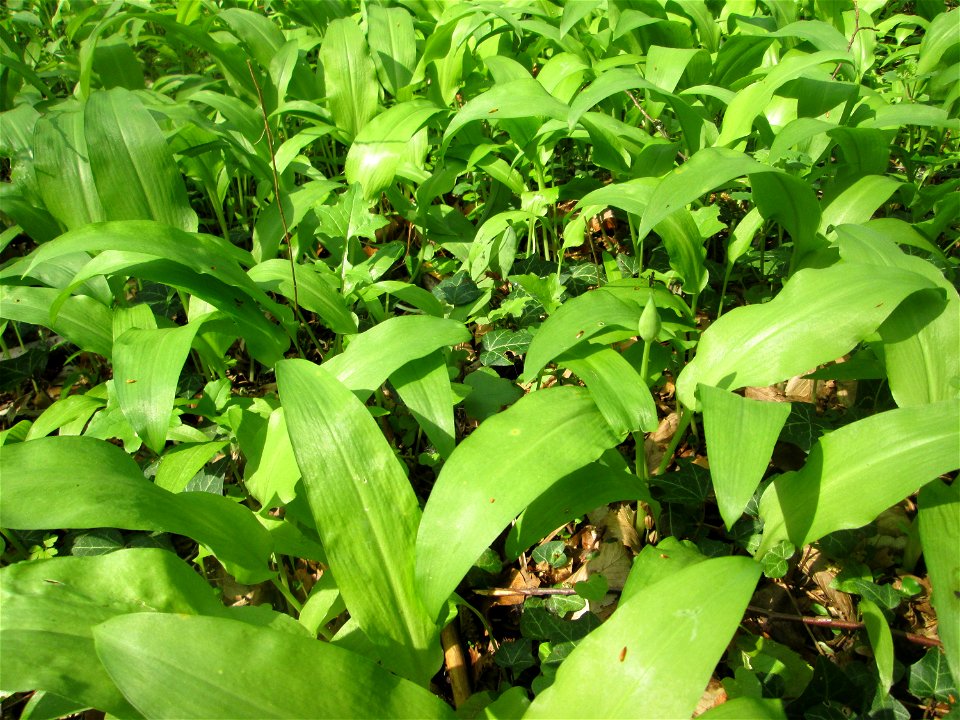 Ein Meer von Bärlauch (Allium ursinum) in der Schwetzinger Hardt
