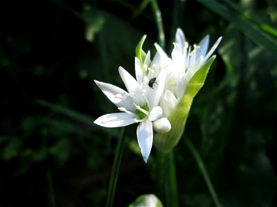 Bärlauch (Allium ursinum) an der Saar in Saarbrücken