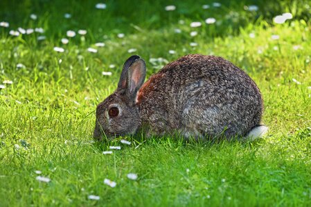 Wildlife bunny leporidae photo