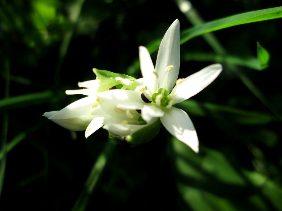Bärlauch (Allium ursinum) an der Saar in Saarbrücken