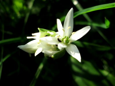 Bärlauch (Allium ursinum) an der Saar in Saarbrücken