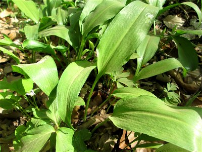 Bärlauch (Allium ursinum) im Steinbachtal bei Saarbrücken