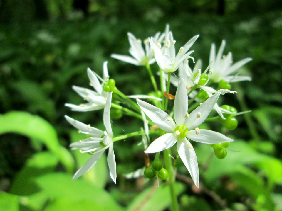 Bärlauch (Allium ursinum) im Unteren Saubusch (Bannwaldbereich) in der Schwetzinger Hardt