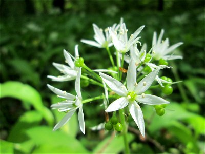 Bärlauch (Allium ursinum) im Unteren Saubusch (Bannwaldbereich) in der Schwetzinger Hardt