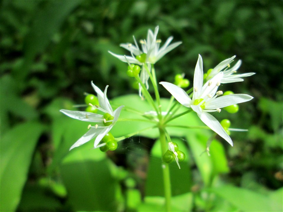 Bärlauch (Allium ursinum) im Unteren Saubusch (Bannwaldbereich) in der Schwetzinger Hardt