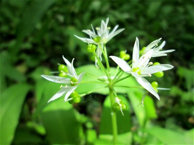 Bärlauch (Allium ursinum) im Unteren Saubusch (Bannwaldbereich) in der Schwetzinger Hardt