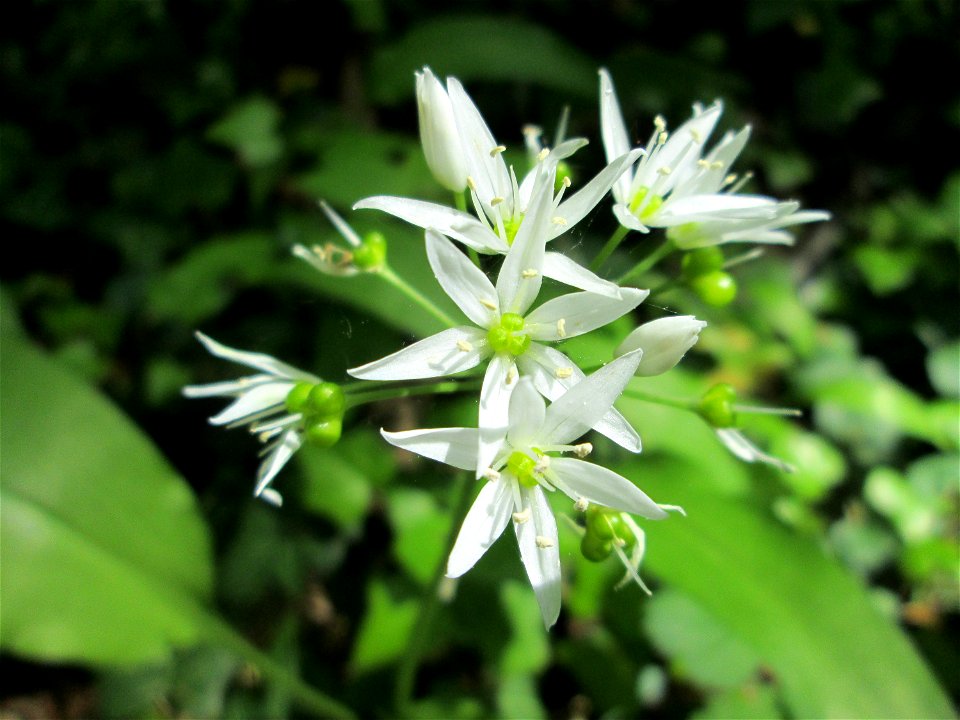 Bärlauch (Allium ursinum) im Unteren Saubusch (Bannwaldbereich) in der Schwetzinger Hardt