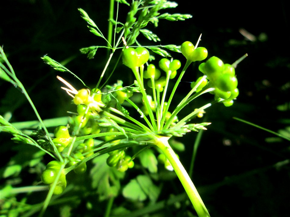 Bärlauch (Allium ursinum) an der Saar in Saarbrücken