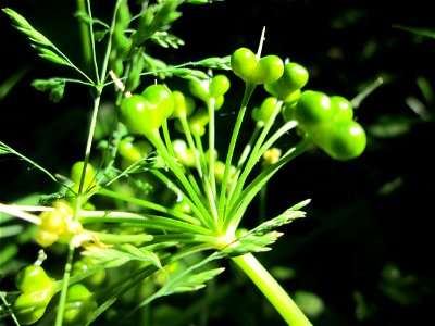Bärlauch (Allium ursinum) an der Saar in Saarbrücken