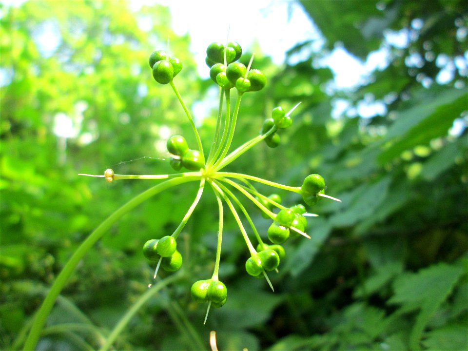 Bärlauch (Allium ursinum) an der Saar in Saarbrücken