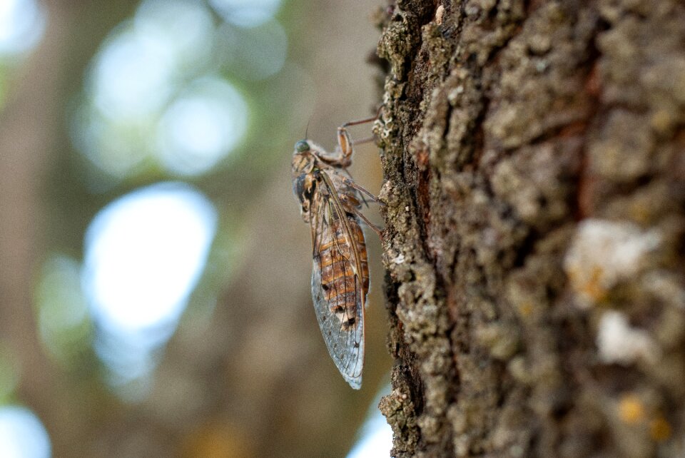 Nature cicadidae hémiptère