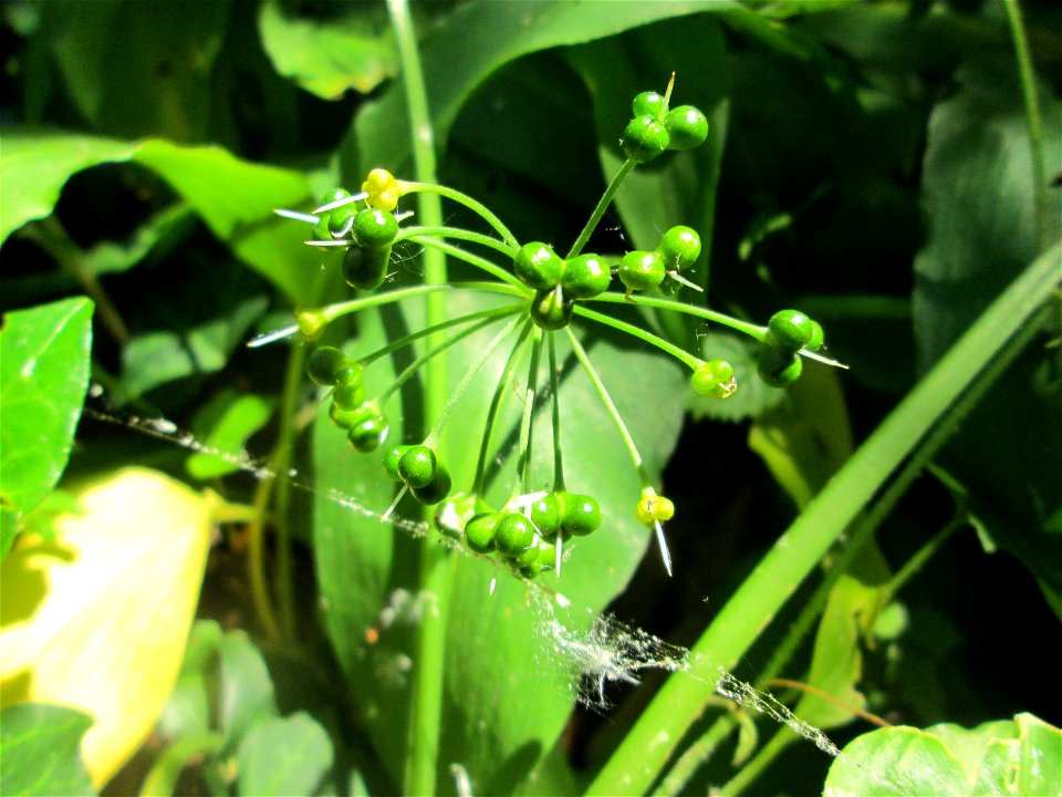 Bärlauch (Allium ursinum) an der Saar in Saarbrücken