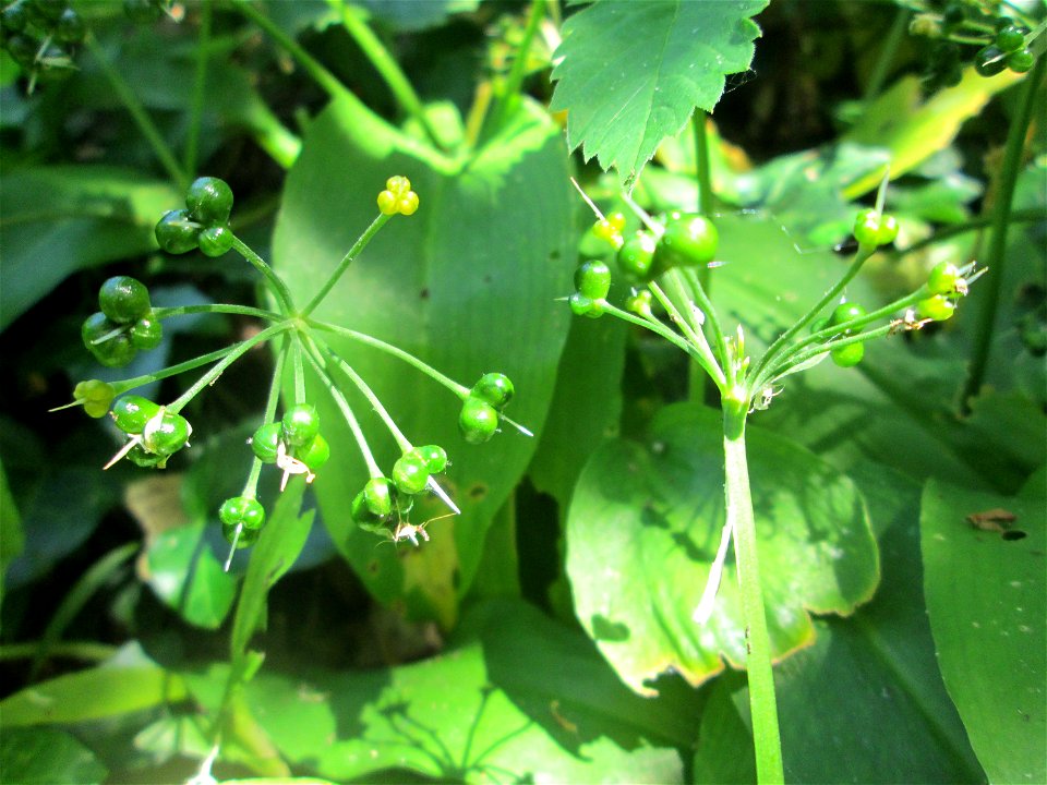 Bärlauch (Allium ursinum) an der Saar in Saarbrücken