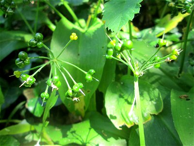 Bärlauch (Allium ursinum) an der Saar in Saarbrücken
