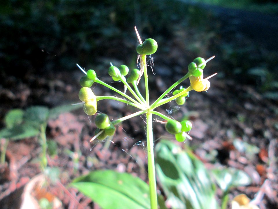 Bärlauch (Allium ursinum) im Naturschutzgebiet „Hochholz-Kapellenbruch“