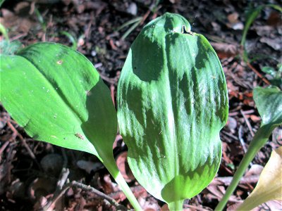 Bärlauch (Allium ursinum) im Naturschutzgebiet „Hochholz-Kapellenbruch“