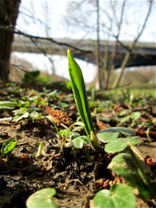 Erster Bärlauch (Allium ursinum) an der Saar in Saarbrücken