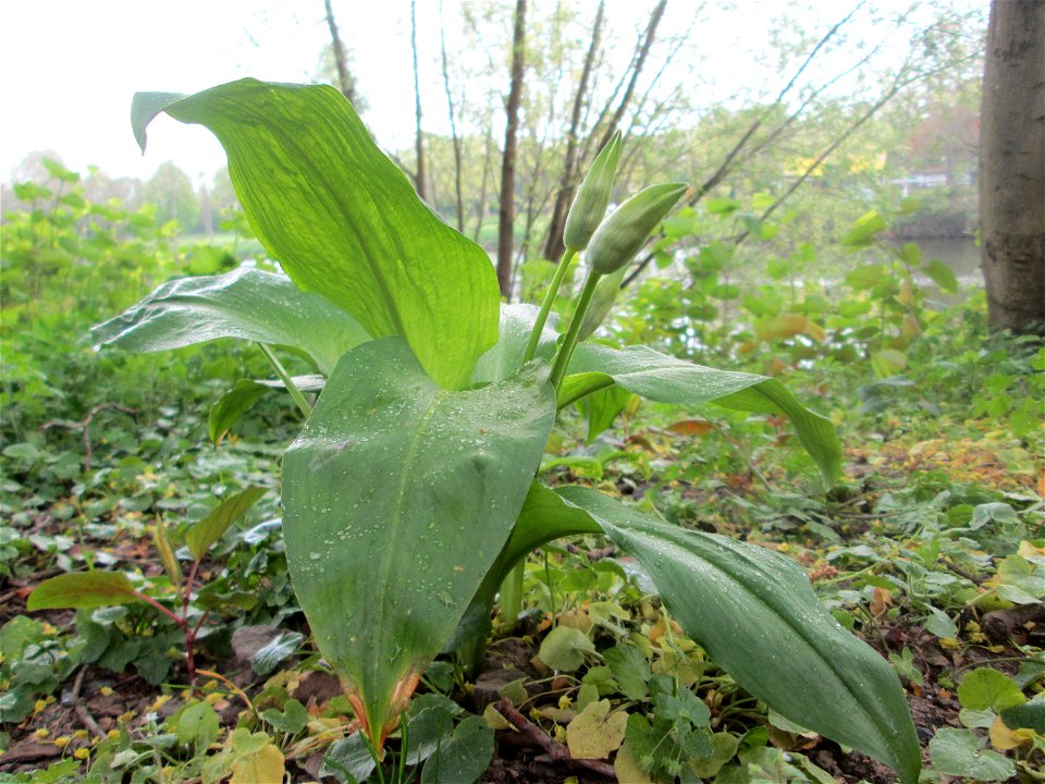Bärlauch (Allium ursinum) an der Saar in Saarbrücken