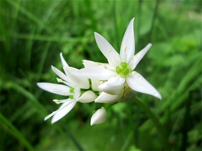 Bärlauch (Allium ursinum) an der Saar in Saarbrücken