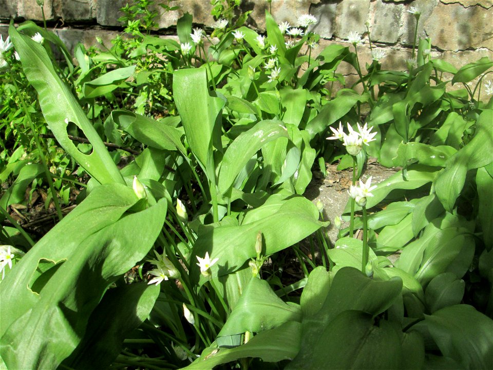 Bärlauch (Allium ursinum) in Brebach