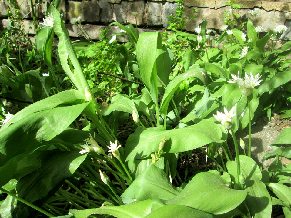 Bärlauch (Allium ursinum) in Brebach