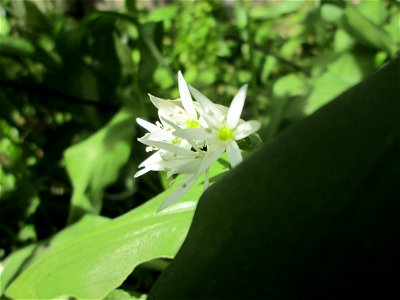 Bärlauch (Allium ursinum) in Brebach photo