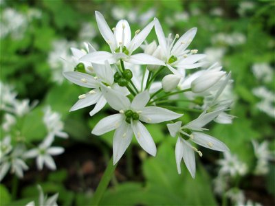 Bärlauch (Allium ursinum) an der Saar in Saarbrücken