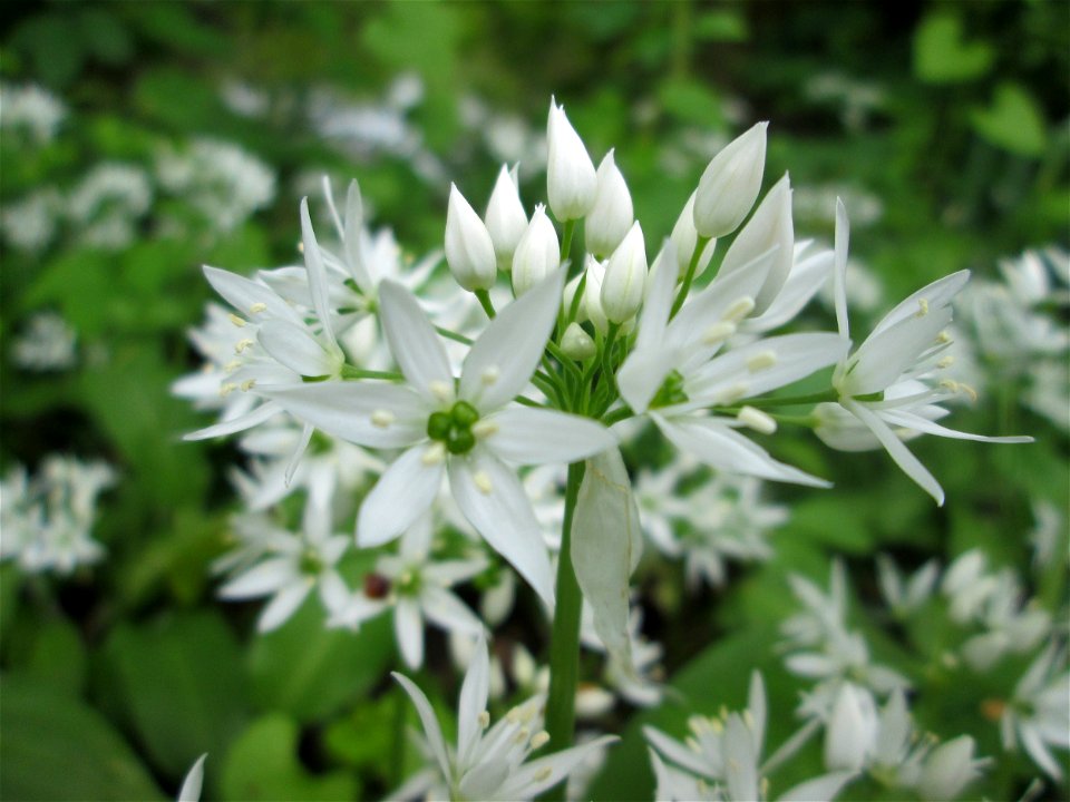 Bärlauch (Allium ursinum) an der Saar in Saarbrücken
