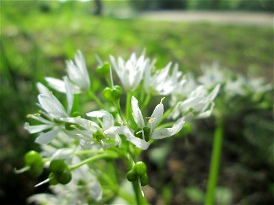 Bärlauch (Allium ursinum) an der Saar in Saarbrücken