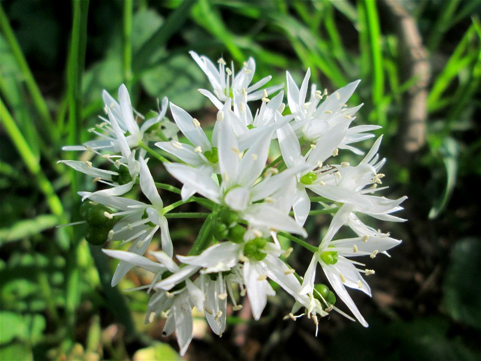 Bärlauch (Allium ursinum) an der Saar in Saarbrücken