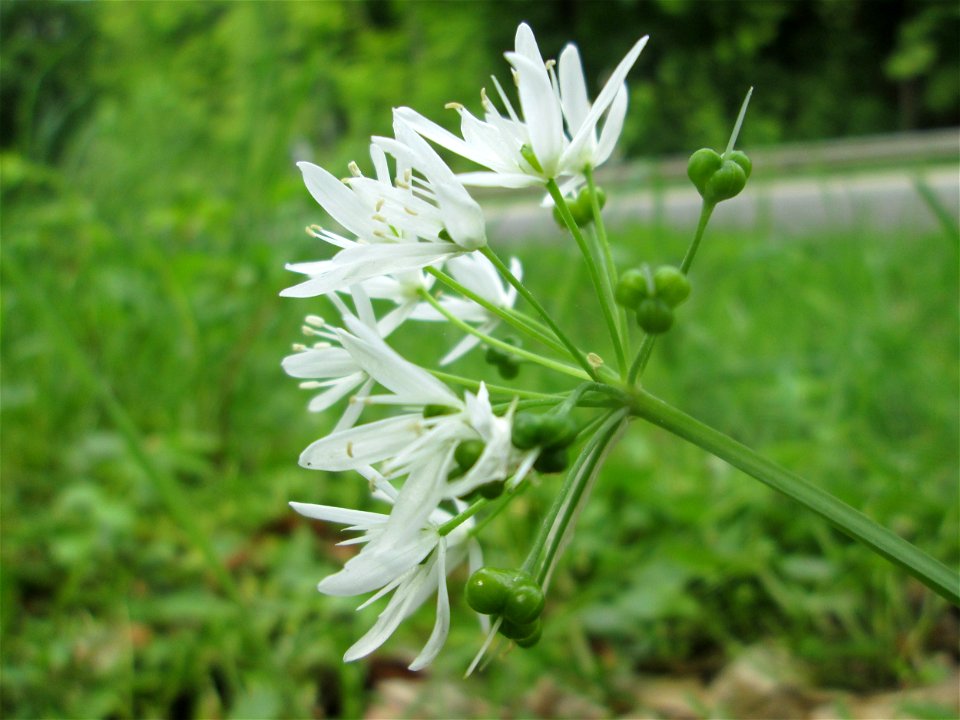 Bärlauch (Allium ursinum) im Wald oberhalb von Fechingen