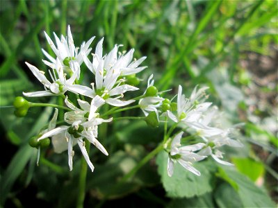 Bärlauch (Allium ursinum) an der Saar in Saarbrücken