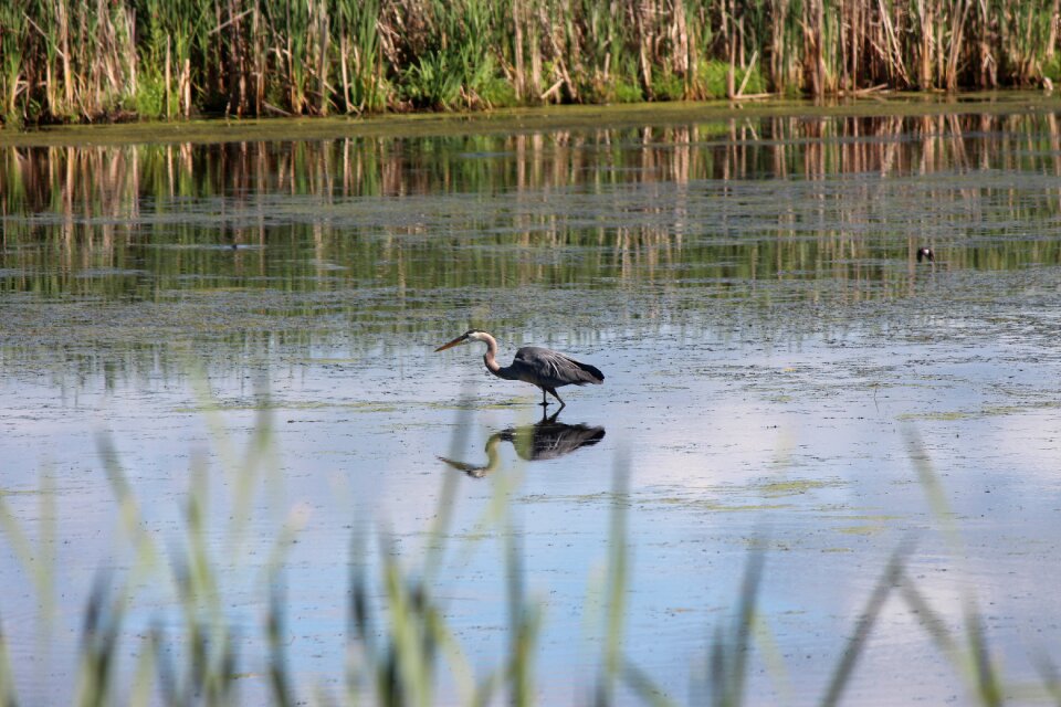 Water reflection bog bird