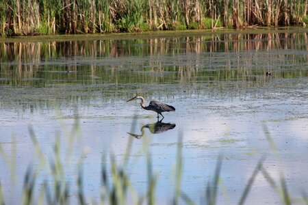 Water reflection bog bird photo