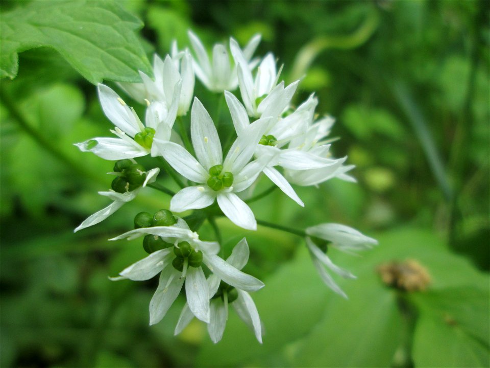 Bärlauch (Allium ursinum) im Wald oberhalb von Fechingen
