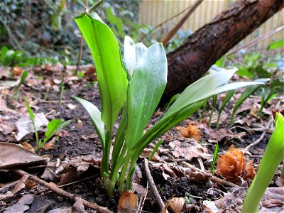 Erster Bärlauch (Allium ursinum) in Brebach