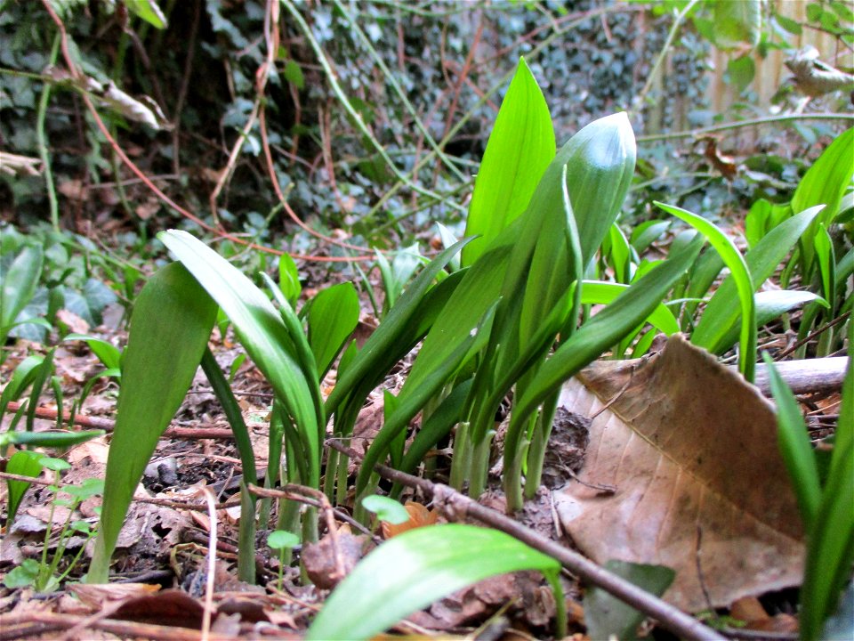 Erster Bärlauch (Allium ursinum) in Brebach