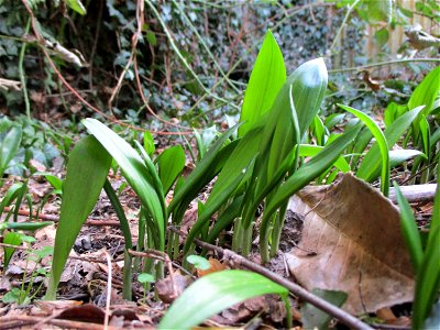 Erster Bärlauch (Allium ursinum) in Brebach