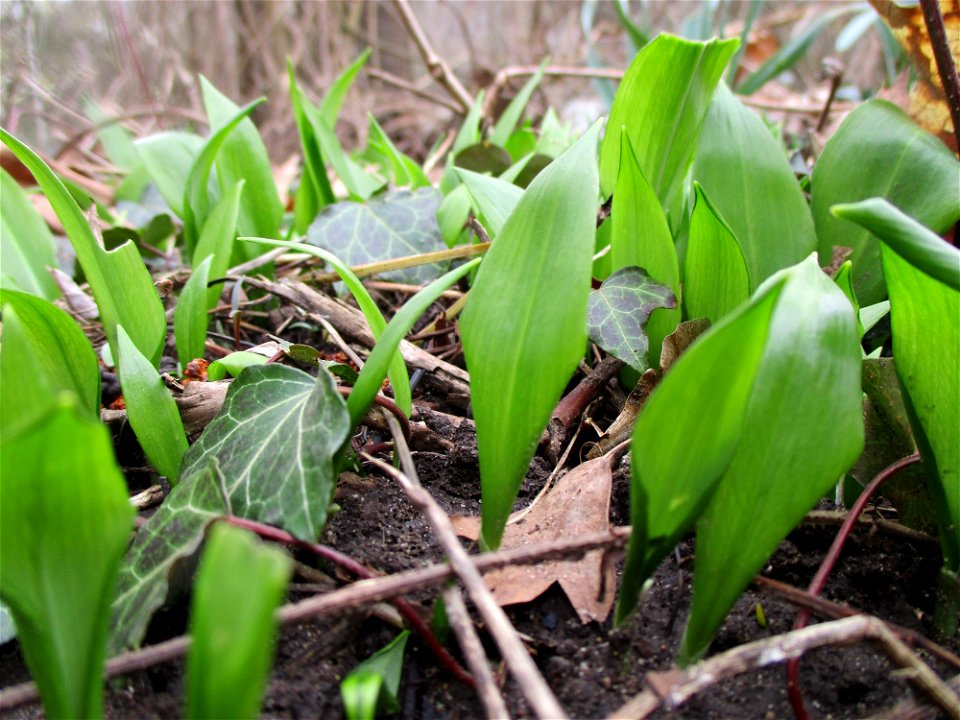 Bärlauch (Allium ursinum) an der Saar in Saarbrücken