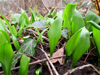 Bärlauch (Allium ursinum) an der Saar in Saarbrücken