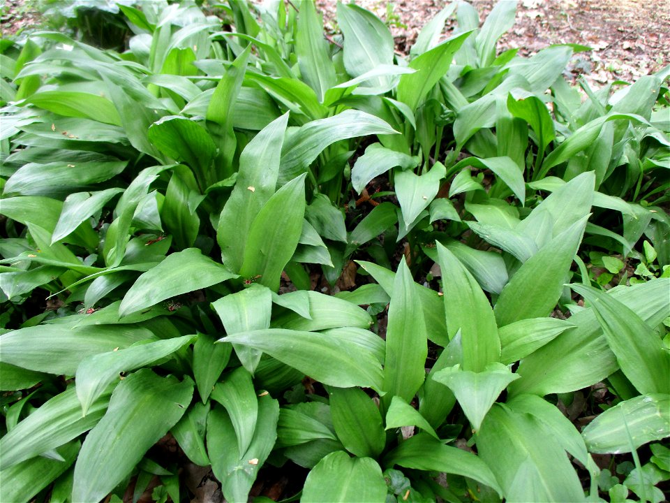 Bärlauch (Allium ursinum) im Meerwald bei Bübingen