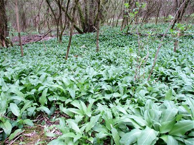 Bärlauch (Allium ursinum) im Naturschutzgebiet „Birzberg, Honigsack/Kappelberghang“