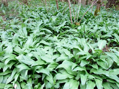 Bärlauch (Allium ursinum) im Naturschutzgebiet „Birzberg, Honigsack/Kappelberghang“